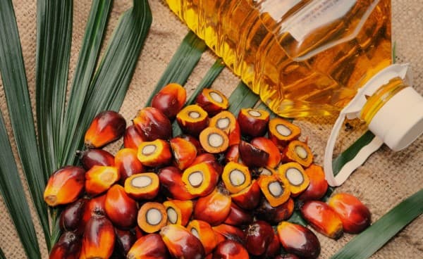 Palm Oil Good or Bad