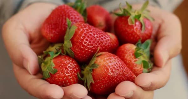 Strawberries 101 Nutrition Facts and Health Benefits