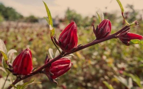 กระเจี๊ยบแดงกับ 12 ประโยชน์ เพื่อสุขภาพ (12 Health Benefits Of Roselle)