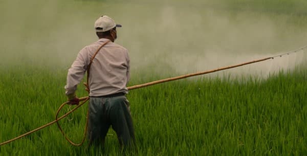 The Dangers of Pesticides