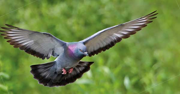 Health Risks from Pigeons