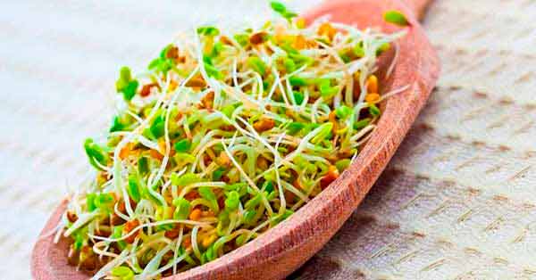 ถั่วงอก (Sprouts) : ประโยชน์ และสิ่งควรรู้ - Ihealzy Thailand (ประเทศไทย)
