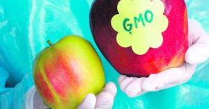 Genetically Modified Organisms : GMO