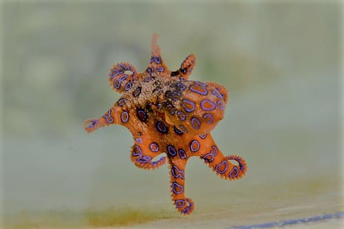Bitten By a Blue-Ringed Octopus