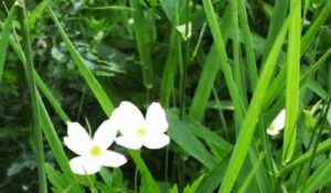 White Flower Grass’s Benefits