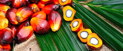 What is Palm Oil