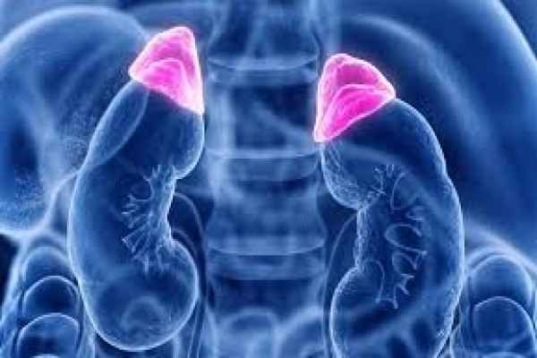 What is Adrenal Gland?