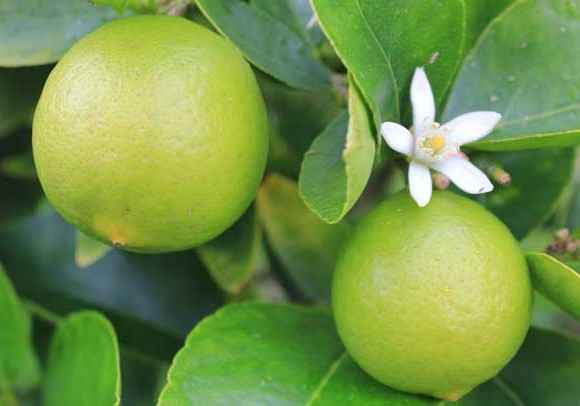 Benefits and Side Effect of Lime