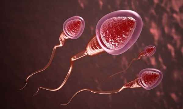 How Does the Sperm Work?