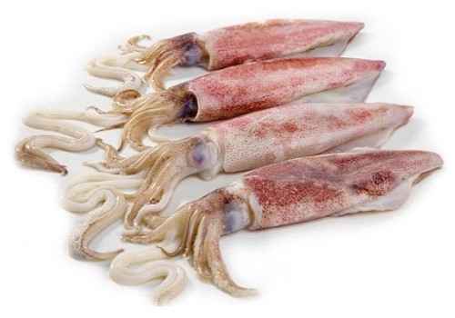 Is squid good for you? 
